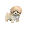 Tiny Cute Dogs.com Logo